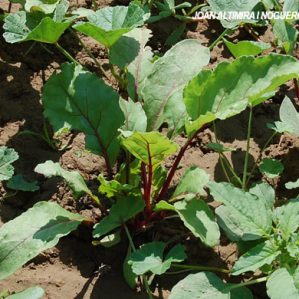 Spinacia oleracea. (Cult)