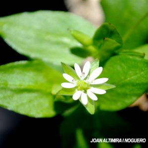 Stellaria neglecta