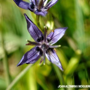Swertia perennis. ( 4 pètals)