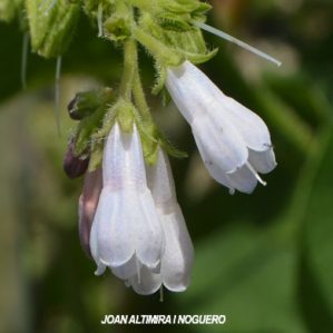 Symphytum officinale var. albiflora