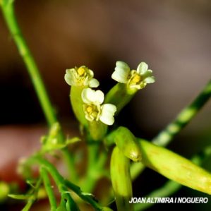 Tagetes minuta