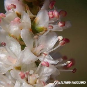 Tamarix boveana