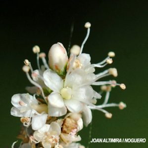 Tamarix africana