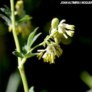 Thalictrum flavum subsp. glaucum