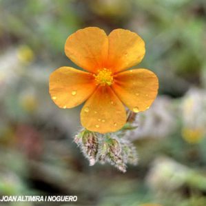 Helianthemum (Híbrid)
