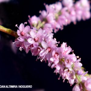 Tamarix anglica