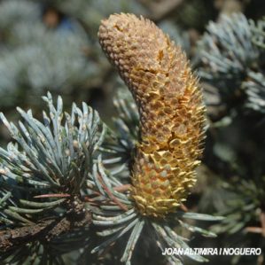 Cedrus atlantica var. glauca (Orn)