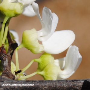 Cercis siliquastrum var. albiflora (Orn)