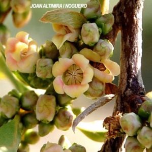 Diospyros lotus. (Cult)