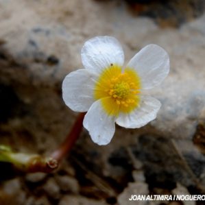 Ranunculus aquatilis subsp. baudotii