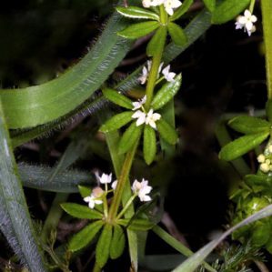 Galium murale