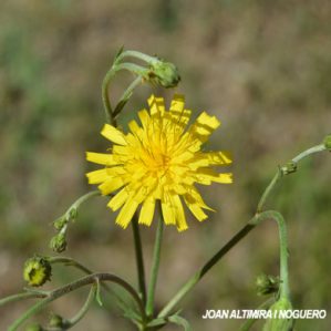 Hieracium prenanthoides