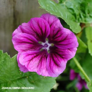 Malva trimestris