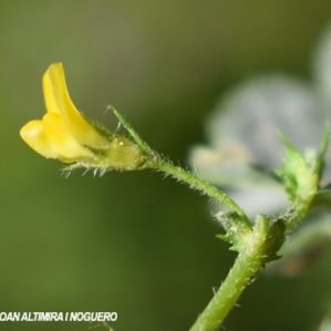 Medicago doliata