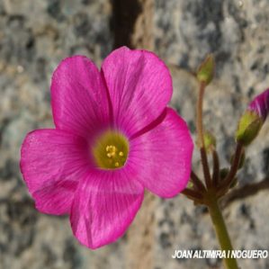 Oxalis bowiei. (Nat)