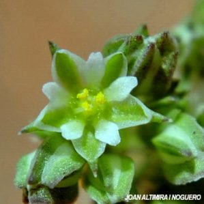 Polycarpon tetraphyllum subsp diphyllum