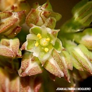 Polycarpon tetraphyllum subsp. alsinifolium