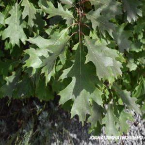 Quercus rubra. (Orn)
