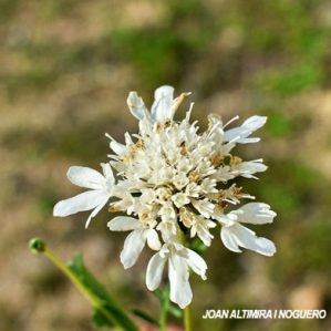Scabiosa atropurpurea var. albiflora