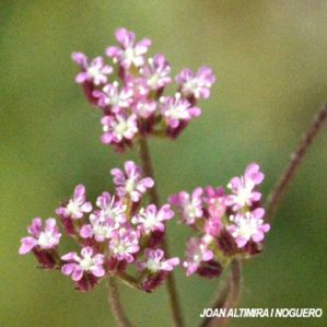Torilis leptophylla