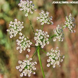 Torilis arvensis subsp. recta