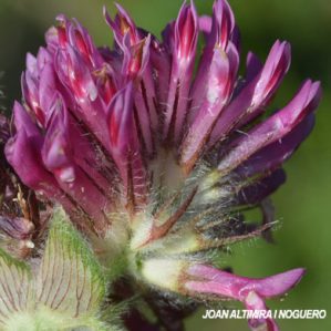 Trifolium alpestre