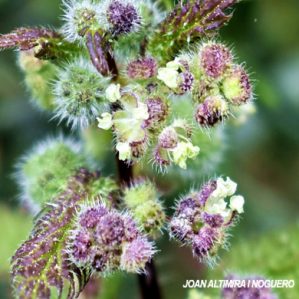 Urtica pilulifera