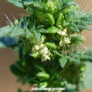 Urtica urens