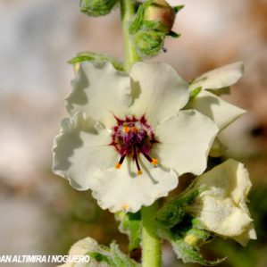 Verbascum boerhavii var. albiflora