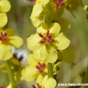 Verbascum nigrum