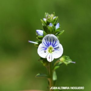 Veronica serpyllifolia subsp. humifusa