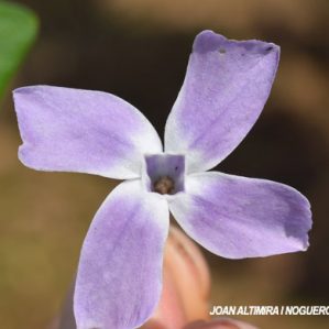 Vinca difformis (4 pètals )