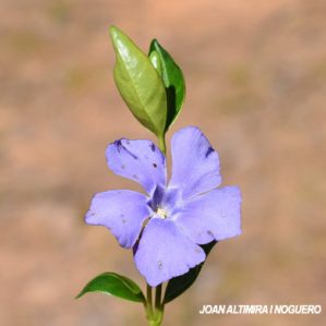 Vinca minor