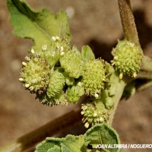 Xanthium strumarium