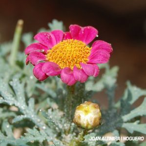 Argyranthemum frutescens. (Orn)
