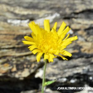 Hieracium cordifolium