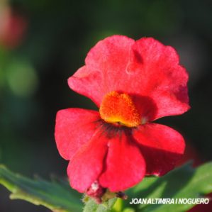 Nemesia strumosa. (Orn)