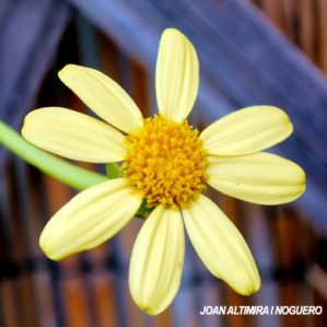 Senecio macroglossus. (Orn)