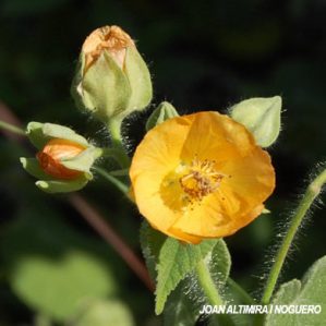 Abutilon grandifolium. (Orn )