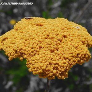 Achillea filipendulina. ( Orn )