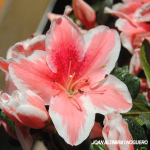 Adenium obesum. (Orn)