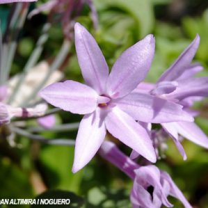 Agapanthus praecox. (Orn)
