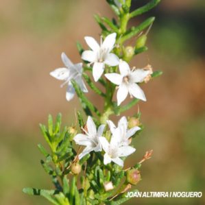 Agathosma serpyllacea. (Orn)