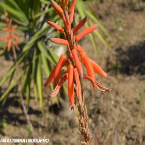 Aloe aristata. (Orn)