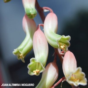 Aloe rauhii. (Orn)