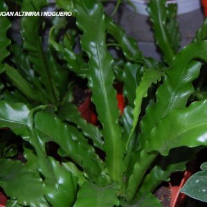 Asplenium antiquum. (Orn)