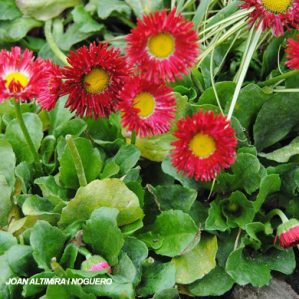 Bellis perennis var. flore pleno (Orn)