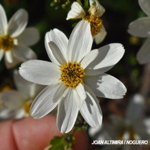 Bidens alba. (Orn)