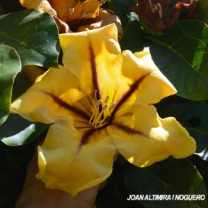 Solandra grandiflora. (Orn)