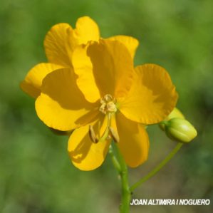 Caesalpinia mexicana. (Orn)
